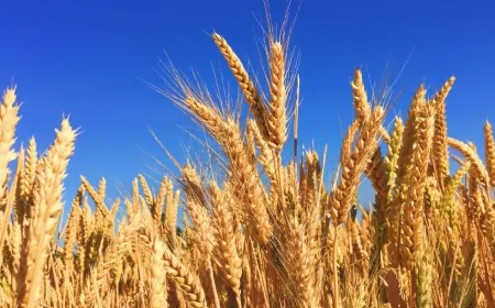 Çanakkale'de tohumluk 'Atalık Buğday' dağıtımı başlıyor