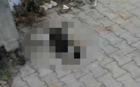 Balıkesir’de hayvan katliamı iddiası