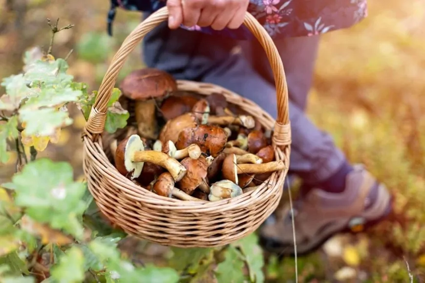 Sonbahar Geldi, Mantar Zehirlenmelerine Dikkat!