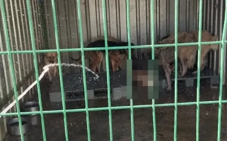 Gemlik'te hayvan bakım evinde aç kalan köpekler, ölen köpeği yedi