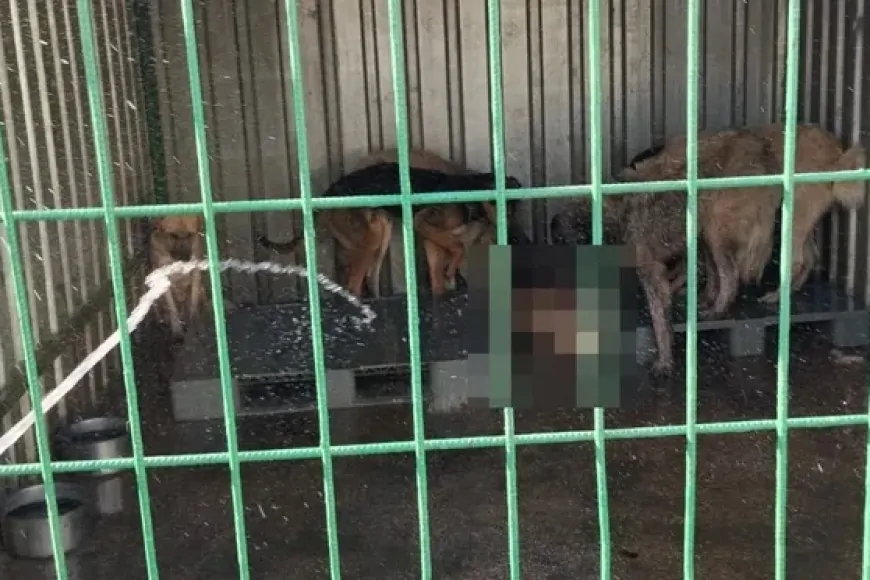Gemlik'te hayvan bakım evinde aç kalan köpekler, ölen köpeği yedi