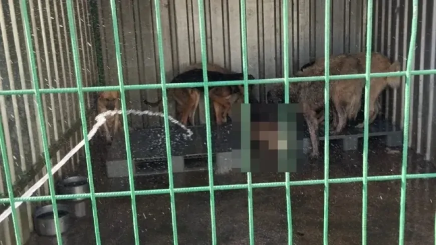 Gemlik'te hayvan bakım evinde aç kalan köpekler, ölen köpeği yedi