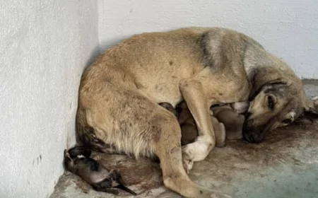 Çanakkale Hayvan Barınağında Neler Oluyor