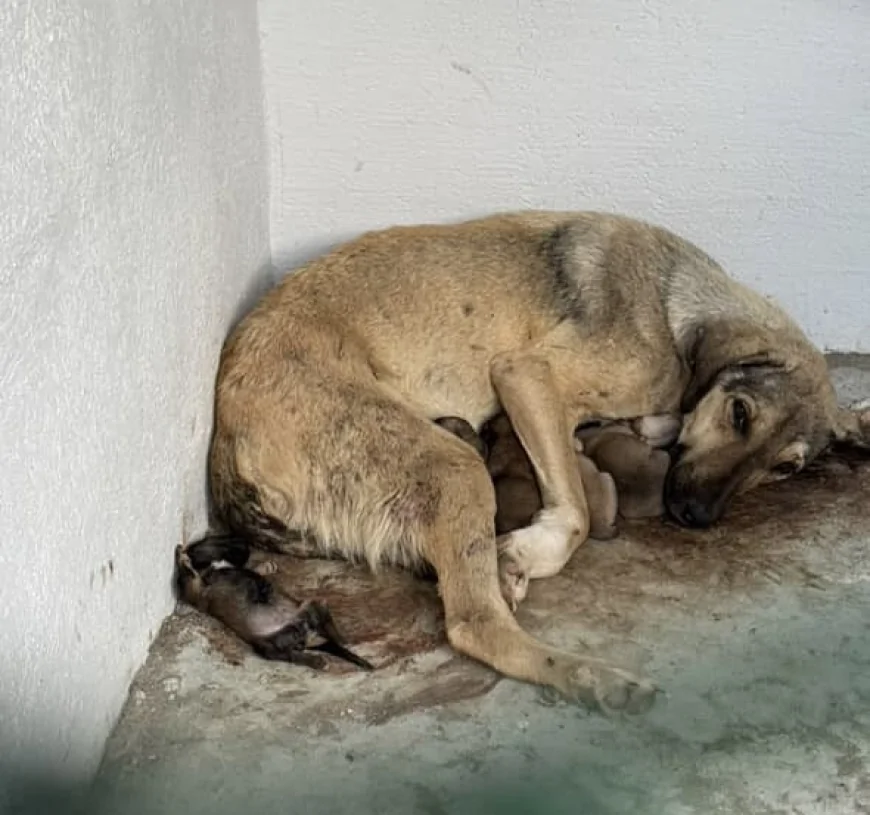 Çanakkale Hayvan Barınağında Neler Oluyor