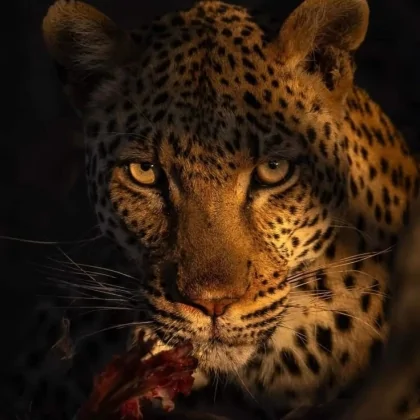 Leopar
