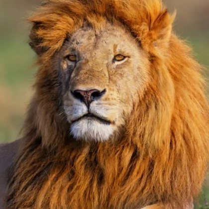 Aslan