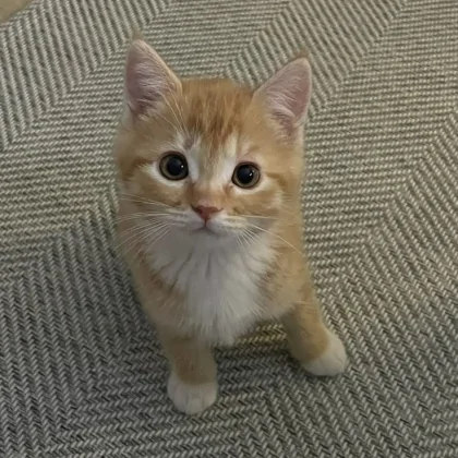 Kedi